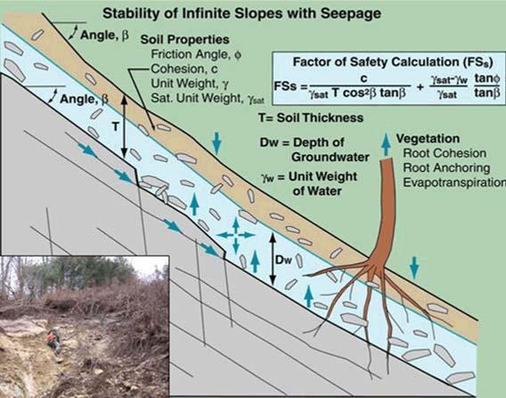 EFFECTS OF SHEAR STRESS ON TREE ROOTS Site Hydrology Is An