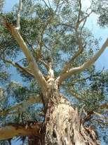 Student Worksheet: Tree Measurements A tree is over 6m tall (anything shorter is called understorey ). Trees are important as they give food and shelter to many different types of animals.