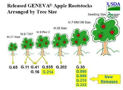 Geneva 935 G.935 The third most common Cornell rootstock that will be available initially, however supply currently low M.