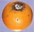 Penicillium digitatum (most important on citrus)