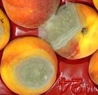 decays of stone fruits Brown rot (Monilinia