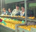 CODEX EU Japan FAT Korea Australia Taiwan Following CODEX: Lemon Orange Grapefruit Tangerine 10 10 10 10