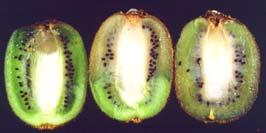 Postharvest decays of pomegranates and kiwifruit Gray mold caused by
