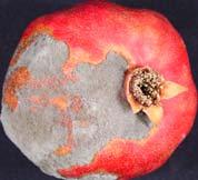 tomato Gray mold Decay caused by Botrytis cinerea Sour rot Rhizopus rot