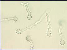 Botrytis cinerea Spore germination: requires water, oxygen, and sometimes