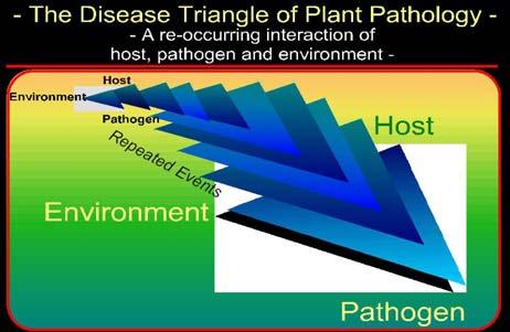 Principles of Plant Disease Management Conducive parameters during storage, transportation, marketing Physiology, optimum harvest date Identification, biology, ecology Preventative (population)