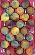 Benefits of postharvest reduced-risk fungicides to prevent decay Untreated and postharvest treated (Scholar) peaches and sweet cherries