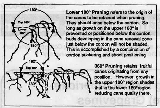 Figure 2. The concept of 180 and 360 pruning. The development of the Cornell machine pruning system changed that situation.