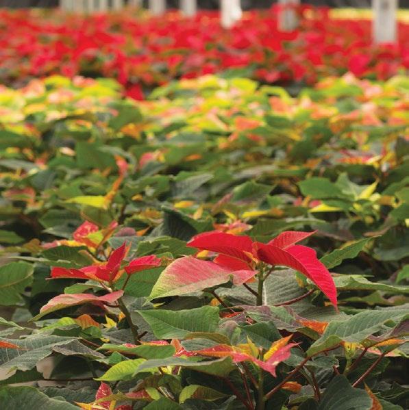 8 berger.ca 1-800-463-5582 Produce the Best Poinsettias 9 3 Chapter N O 3 Toning Poinsettias for Post-Harvest Quality The month of November focuses on bract expansion and cyathia development.