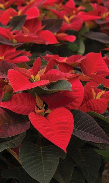 poinsettia for the final stage of its growth cycle.