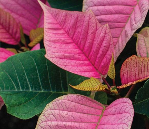 12 berger.ca 1-800-463-5582 Produce the Best Poinsettias 13 Applications of Bonzi I would be remiss if I neglected to mention applications of Bonzi late in the season.