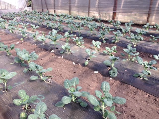 Table 3. Seed set in broccoli isolation plots grown at the OSU Vegetable Research and Lewis Brown Farms in 2016. Cross combination Seed yield (g) z Est. seed no.