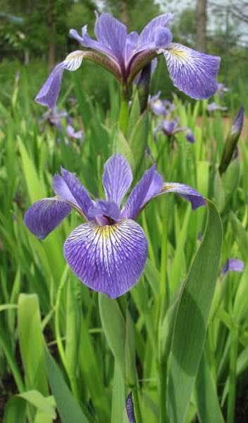 Southern Blue Flag Iris virginica Perennial -