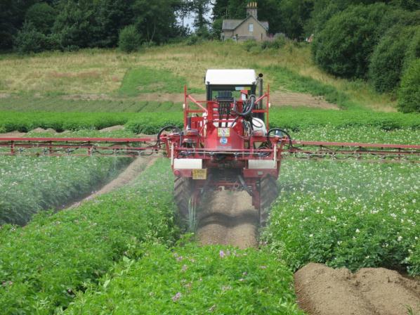 Scottish Government & Potato Council-Funded Blackleg Research