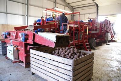 How are tubers contaminated? Contact with contaminated material, e.g.