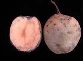 rot and late blight often occur together Late blight infection can pave the way for secondary tuber infection with pink rot Abundant rainfall or