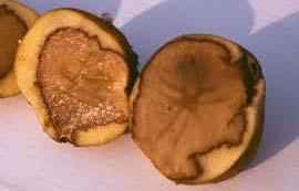 Pythium Leak Overwintering oospores germinate and infect tubers through wounds Infection develops steadily under warm temperatures but slowly under cool temperatures Some infected tubers may rot in