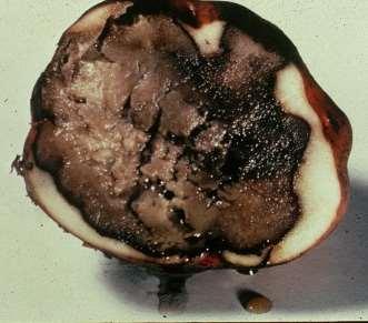 Primarily caused by Pythium ultimum Soil borne fungus Infections primarily through wounds made at