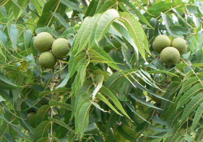 Allelopathic Substances Black walnut (Juglans nigra) produces juglone Trees that tolerate these substances- Red