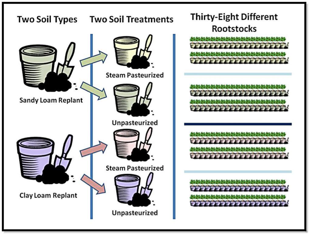Soil ph, Soil Type and Replant Disease Affect Growth and Nutrient Absorption of Apple Rootstocks Gennaro Fazio 1, Darius Kviklys 2, Michael A.