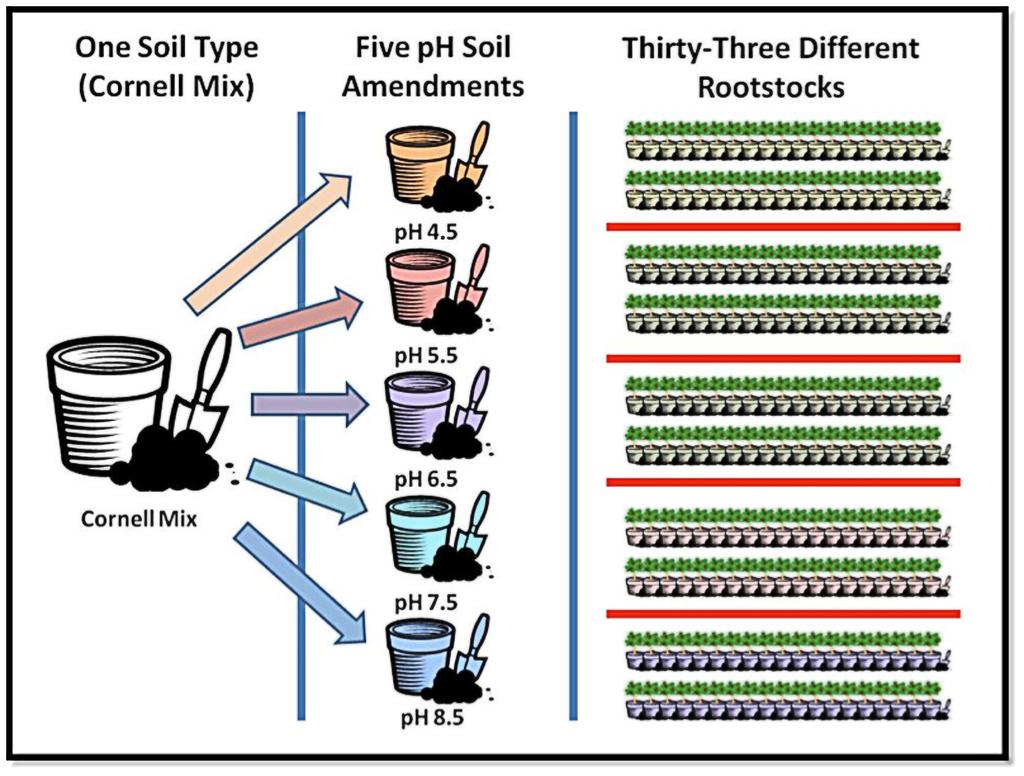 ized, on the growth of 1 year Golden Delicious Smoothee trees grafted on 38 different experimental and commercial apple rootstocks (Figure 1, Table 1).