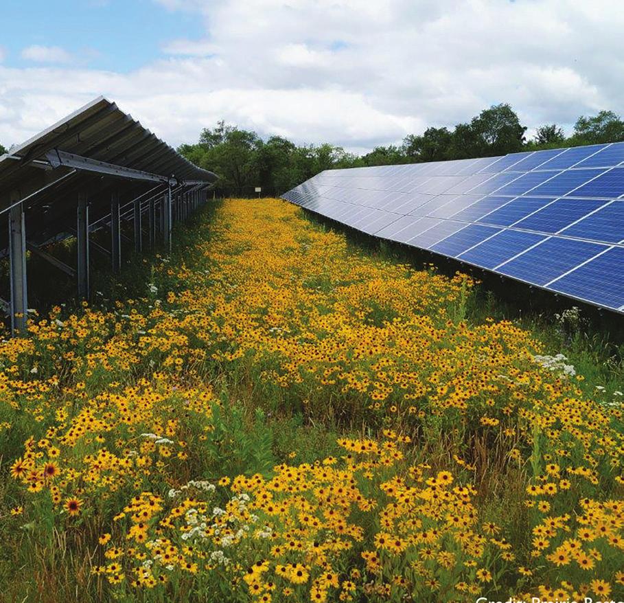 TRANSMISSION LINE & PIPELINE MIXES SOLAR FARM MIXES These mixes have been designed to provide quality habitat for pollinators and other wildlife while also enabling managers the ﬂexibility for