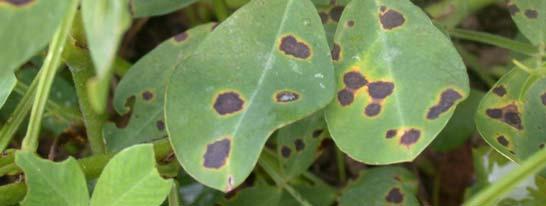 Cobb and Perkins, I have recently visited commercial fields near Frederick and Erick, and in Love Co. Most locations are showing light to moderate levels of leaf spot.