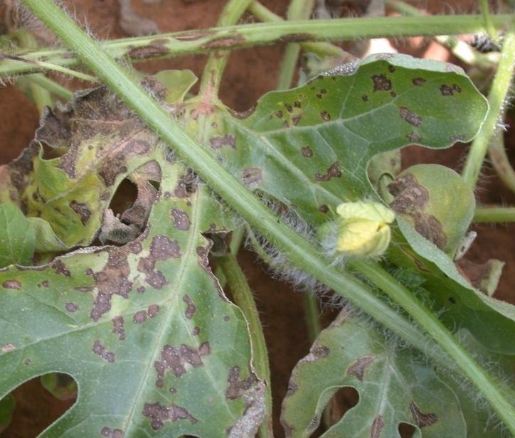 There are now two effective fungicides registered for control of Sclerotinia blight in peanut. Omega, first available in 2001, is effective on both Sclerotinia and southern blights.
