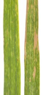 Starting a fungicide program after symptoms first appear is far less effective than the preventive approach for anthracnose control.