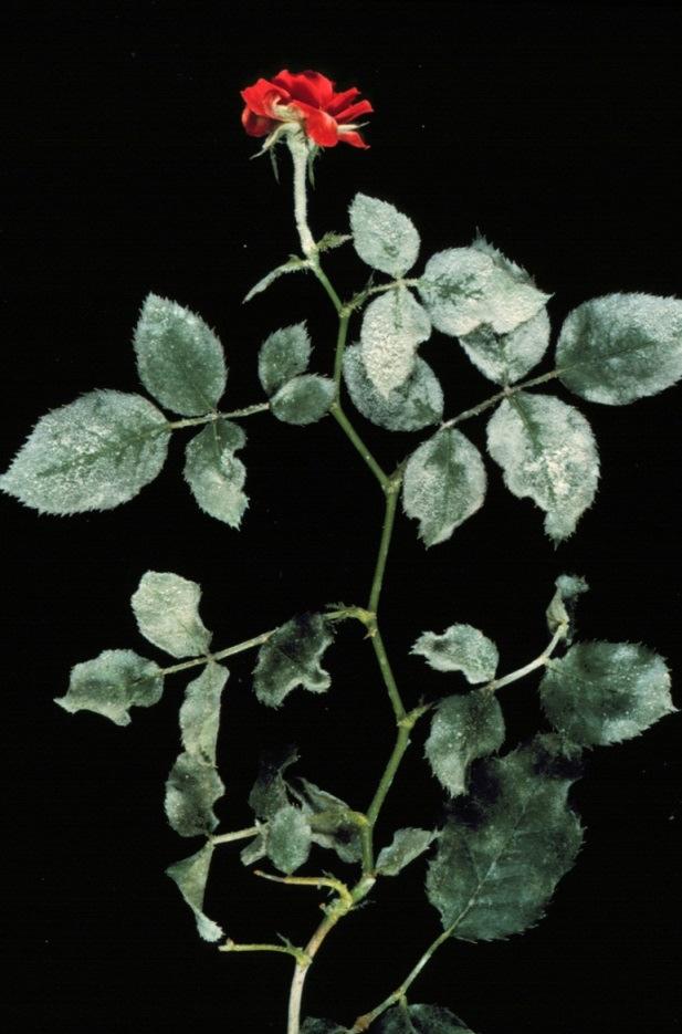 Brasiliomyces spp. Oidium spp.