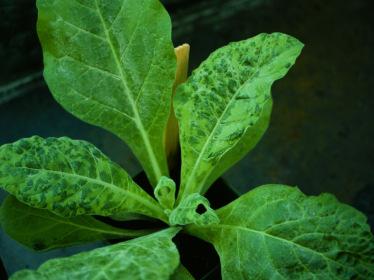 (late blight) Remove and destroy Infected plants, fruits, tubers