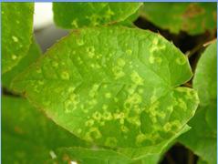 (late blight) Chlorothalonil, copper Applications every 7-14 days Many