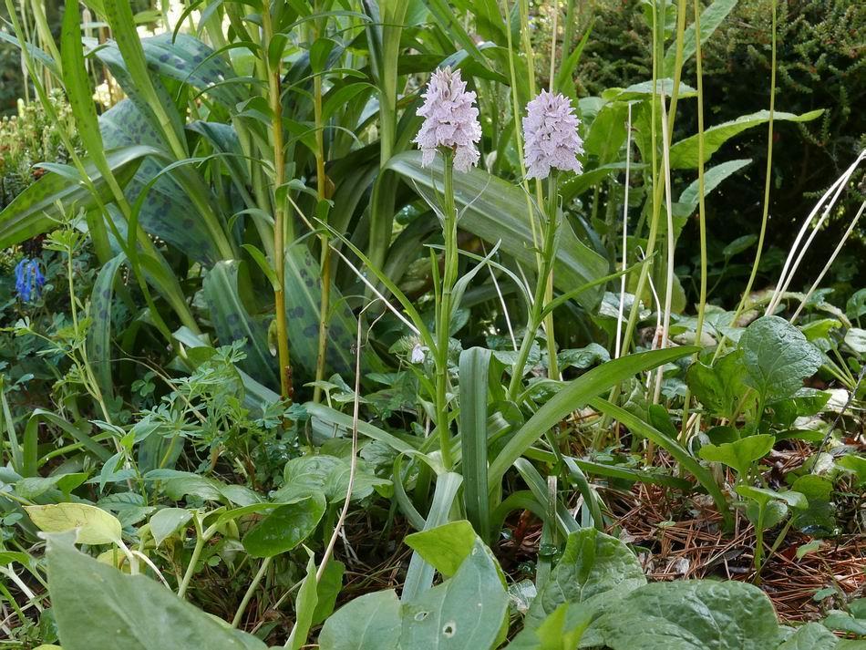 Dactylorhiza forms and