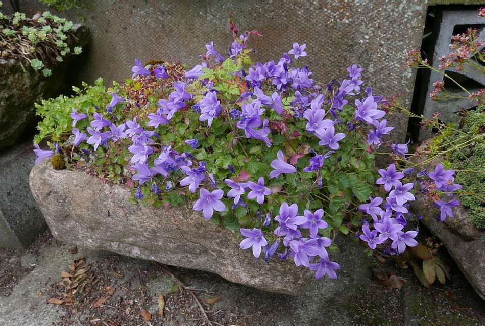 Another Campanula in a trough is also flowering well