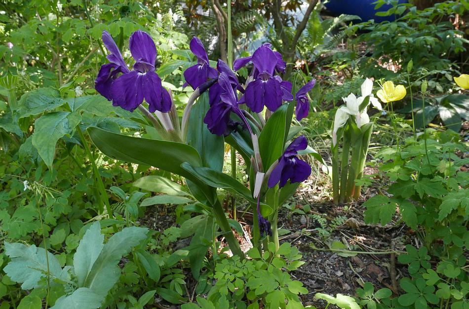 Roscoea 'Harvingon Royale' I will round off this week