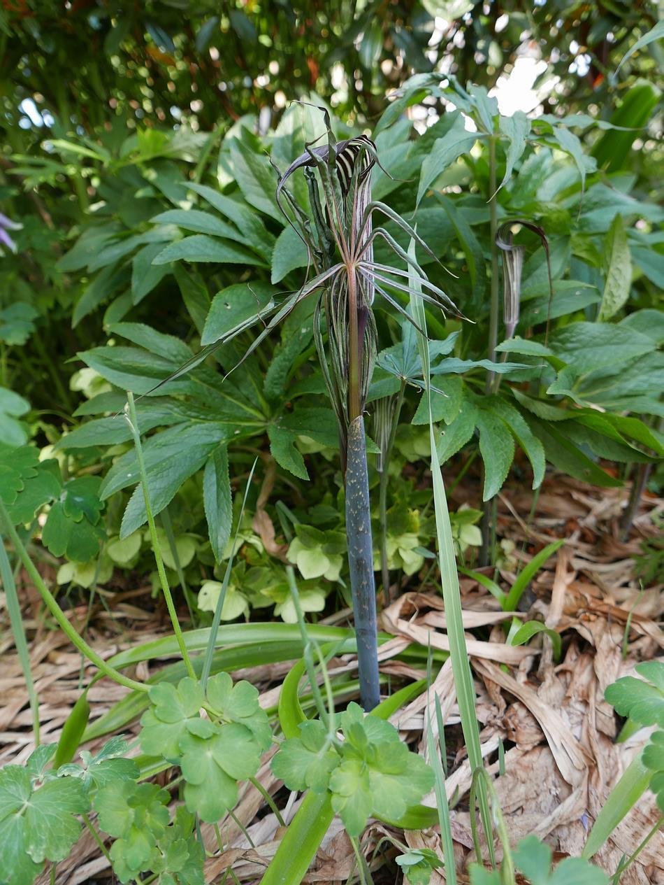 Arisaema ciliatum Every year the same seasons come around but they are never exactly the same: the annual growth of plants varies some will grow well and increase others may struggle and recede also