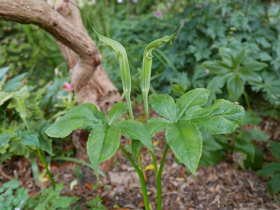Here most years the Arisaema would rise up through the yellowing Colchicum leaves: this year those leaves are