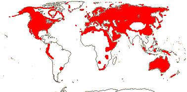 Will Self-seed Geographic Distribution Boraginaceae Distribution Primarily Asia, Europe,