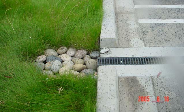 SAN MATEO COUNTYWIDE WATER POLLUTION PREVENTION PROGRAM Figure 5-5: Cobbles are placed at the inlet to this stormwater treatment measure in Fremont, to help prevent erosion.