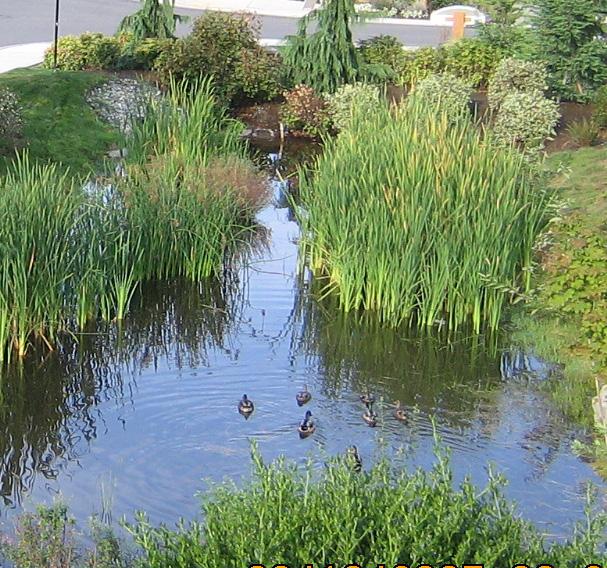 LID BMPs are methods for managing and treating stormwater runoff from developed surfaces that aims to infiltrate the stormwater close to its source, rather than conveying it to