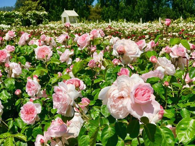 Reddell continued to live and cultivate roses at the ranch and planted the many rows of the roses we see today.