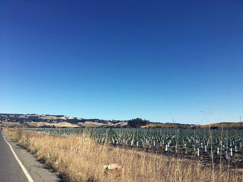 Napa wine country, about 30 minutes to Tomales Bay and Bodega Bay.