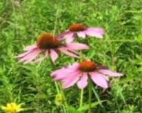 Native Plants to Wisconsin