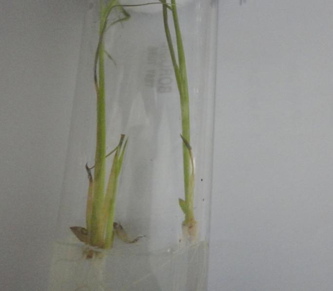 Root initiation occurred after 10-15 days of inoculation and well developed root system was attained in 3 weeks in all the three genotypes. The maximum percentage of root was 97.83% in Sugandha, 93.