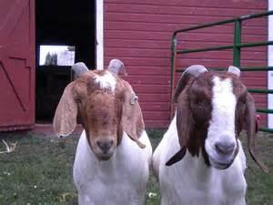 Eau Claire County 4-H Clover Leaves Page 8 Fitting & Showing Clinic for Market Goats There will be a Fitting and Showing Clinic for market goats on Saturday, June 25, at 10:30 AM.