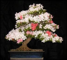 P a ge 5 Tree Profile: Satsuki Azalea - Rhododendron Indicum General Information: The azalea is a member of the genus Rhododendron and used to be considered a separate genus, but has recently been