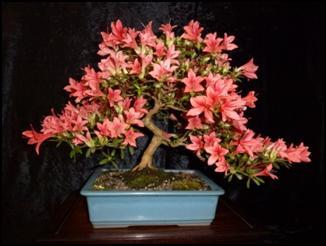 It carries unstable color genes - would you be upset if your white azalea produced a few red flowers? In Japan, unexpected flower colors are prized as reminders of nature s unpredictability.