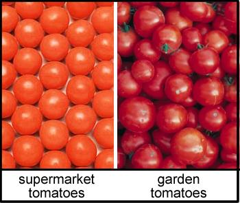 Below, give three reasons why the supermarket tomatoes are more alike than the garden tomatoes. 1. 2. 3. 6a.