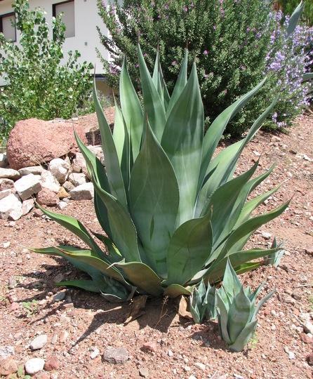 Weber s Agave Agave weberi Up to 7 tall x 6-10 wide Evergreen Full sun, part shade Flowers at maturity General: As there do not appear to be any specimens left in the wild, this medium to large agave