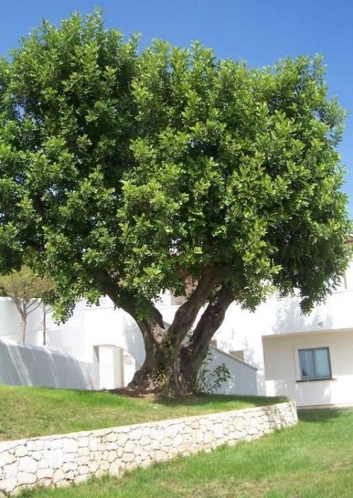 Carob Tree Ceratonia siliqua Up to 30 tall x 30 wide Evergreen to moderate Full sun 20-25 degrees F.